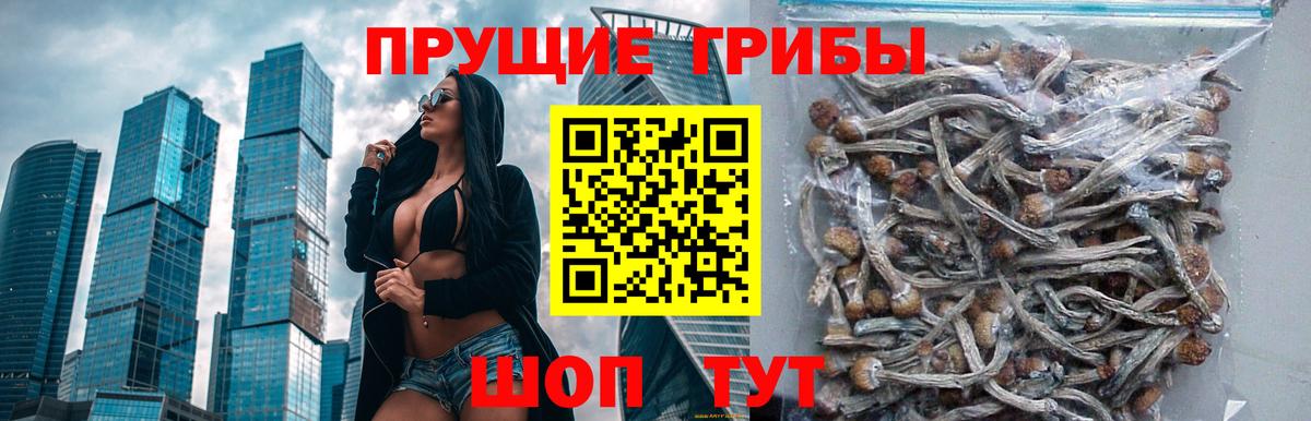 Галлюциногенные грибы Psilocybe Первоуральск